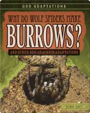 Why Do Wolf Spiders Make Burrows? And Other Odd Arachnid Adaptations