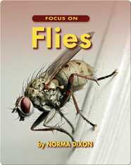 Focus on Flies