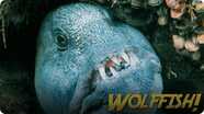 Jonathan Bird's Blue World: Wolffish & Wolf Eels