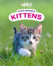 Cute Animals: Kittens