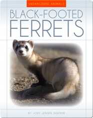 Black Footed Ferrets