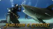 Jonathan Bird's Blue World: Tiger Sharks with Coyote Peterson!