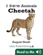 I See Animals: Cheetah