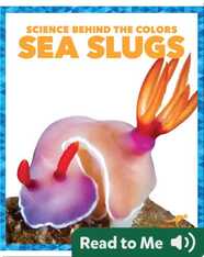 Science Behind the Colors: Sea Slugs
