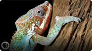 Nature's Mood Rings: How Chameleons Really Change Color