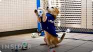 Dog Goalie Earned 3 Guinness World Records