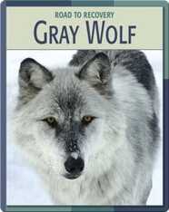 Road To Recovery: Gray Wolf