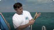 Jonathan Bird's Blue World: Shark Suckers