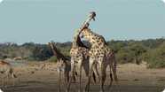 Did You Know: Giraffes