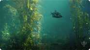 Kelp Forest Ecosystem