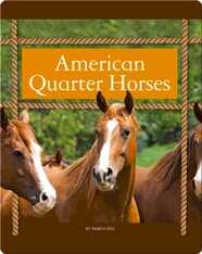 American Quarter Horses