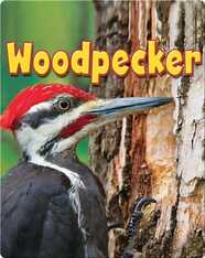 Woodpecker