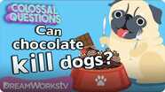 Will Chocolate Kill Your Dog? | COLOSSAL QUESTIONS