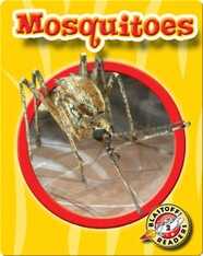 World of Insects: Mosquitoes