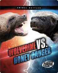 Animal Battles: Wolverine vs. Honey Badger
