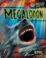 Ancient Marine Life: Megalodon