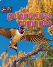 Las golondrinas comunes (barn swallows)