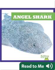 Shark Bites: Angel Shark