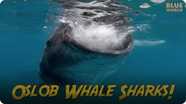 Jonathan Bird's Blue World: Philippines Whale Sharks!