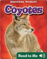 Coyotes: Backyard Wildlife