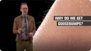 Why Do We Get Goosebumps?