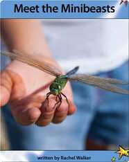 Meet the Minibeasts