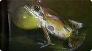 Tell Me Why: Prehistoric Animals & Reptiles