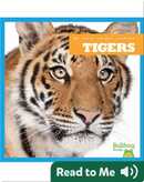 The Bengal Tiger (Nature's Deadliest): Sexton, Colleen: 9781600146633:  : Books