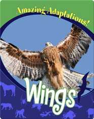 Wings