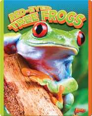 Red-Eyed Tree Frogs