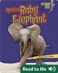 Meet a Baby Elephant