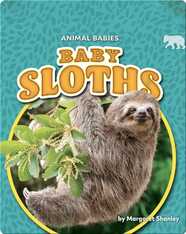 Animal Babies: Baby Sloths