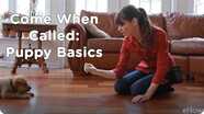 Come When Called 1: Puppy Basics | Teacher's Pet With Victoria Stilwell