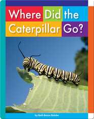 Where Did the Caterpillar Go?