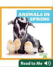 What Happens in Spring? Animals in Spring