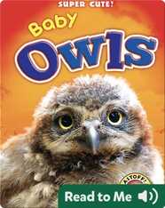 Super Cute! Baby Owls