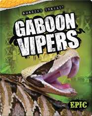 Gaboon Vipers