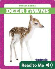 Deer Fawns