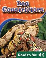 Boa Constrictors: Snakes Alive