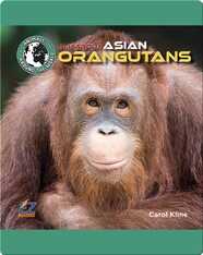All About Asian Orangutans