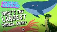 Colossal Questions: What's the Largest Animal Ever?