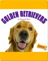 Golden Retrievers
