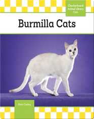 Burmilla Cats