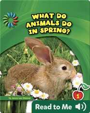 What Do Animals Do In Spring?