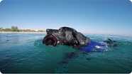 Dog Dives to Help Clean Polluted Oceans