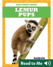 Rain Forest Babies: Lemur Pups