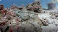 Jonathan Bird's Blue World: Sea Snakes