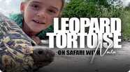 On Safari with Nala: Leopard Tortoise