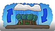 Which Came First - The Rain or the Rainforest?