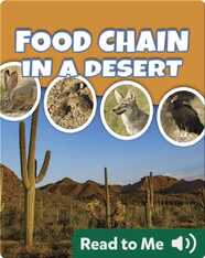 Food Chain In A Desert
